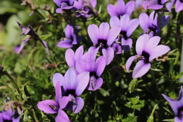 Dziki Fiolet Kwiat Gallen Szwajcaria Jego Łacińska Nazwa Monopsis Unidentata — Zdjęcie stockowe
