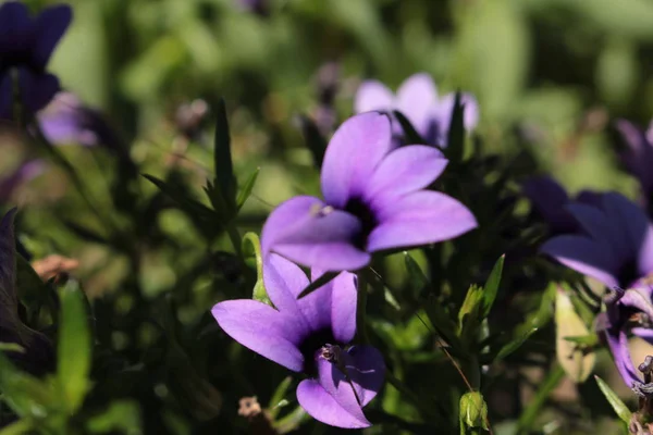 Wild Violet Blomma Gallen Schweiz Dess Latinska Namn Monopsis Unidentata — Stockfoto