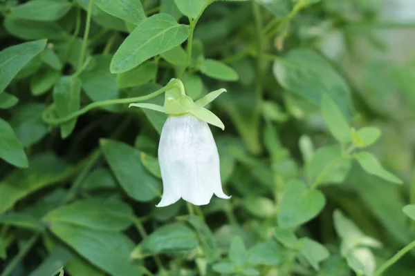 Dang Shen Flower Poor Man Ginseng Weichhaarige Glockenwinde Gallen Switzerland — Stock Photo, Image