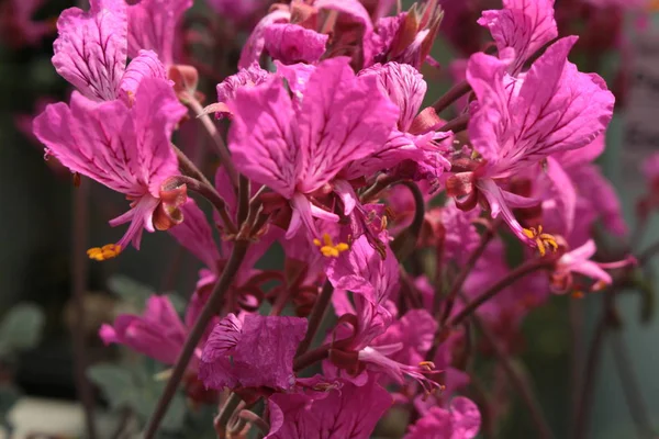 Ροζ Λουλούδια Turkish Pelargonium Pelargonium Endlicher Geranium Storksbill Στο Gallen — Φωτογραφία Αρχείου