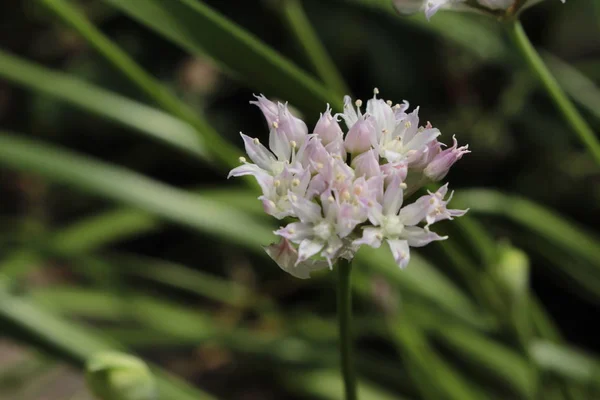 Cipolla Drummond Fiori Aglio Selvatico Cipolla Della Prateria San Gallo — Foto Stock