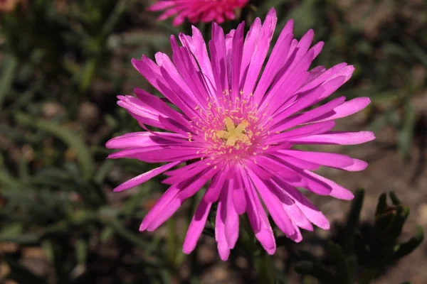 Zakład Lodowy Kwiat Gallen Szwajcaria Łacińska Nazwa Lampranthus Conspicuus Pochodzi — Zdjęcie stockowe