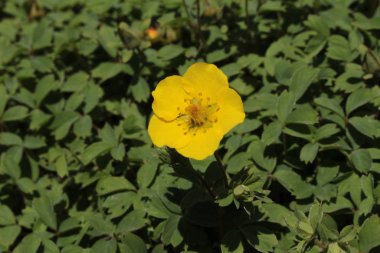 İsviçre 'nin St. Gallen kentinde bulunan sarı 
