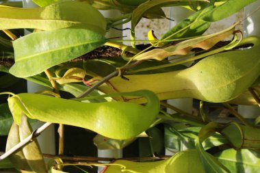  İsviçre 'nin St. Gallen kentinde etobur 