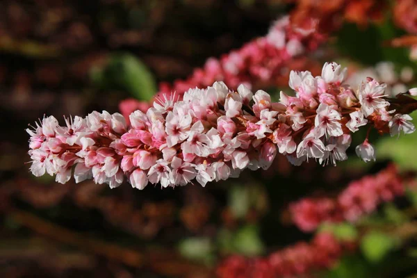 Flor Del Himalaya Bistort Flor Vellón Nudo Hierba Gallen Suiza —  Fotos de Stock