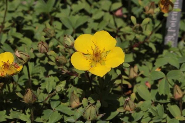 Flor Amarela Cinquefoil Fingerkraut Gallen Suíça Seu Nome Latino Potentilla — Fotografia de Stock