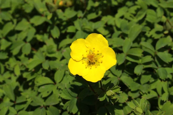 Gele Cinquefoil Bloem Fingerkraut Gallen Zwitserland Latijnse Naam Potentilla Eriocarpa — Stockfoto