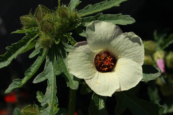 Venice Mallow Flower Bladder Hibiscus Bladder Ketmia Flower Hour Gallen — Stock Photo, Image