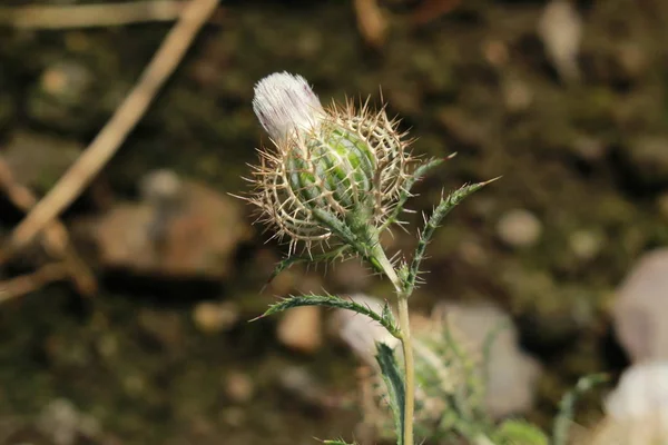 Flor Cardo Jaula Cardo Jaula Gitter Spindelkraut Gallen Suiza Nombre — Foto de Stock