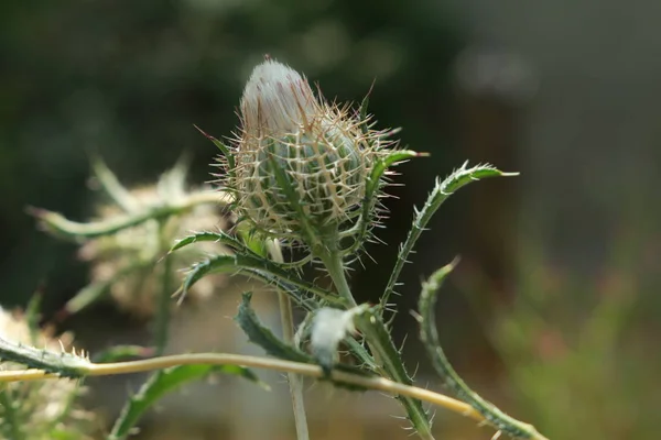 Birdcage Thistle Květina Nebo Cage Thistle Gitter Spindelkraut Gallen Švýcarsko — Stock fotografie