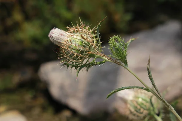 Birdcage Thistle Květina Nebo Cage Thistle Gitter Spindelkraut Gallen Švýcarsko — Stock fotografie