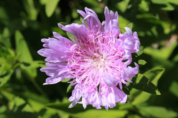 Stokes Aster Blomma Eller Stokesia Cornflower Aster Kornblumenaster Gallen Schweiz — Stockfoto