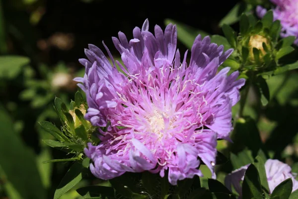 Stokes Aster Blomma Eller Stokesia Cornflower Aster Kornblumenaster Gallen Schweiz — Stockfoto