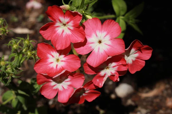 Rózsaszín Fehér Drummond Phlox Virágok Vagy Éves Phlox Nyári Phlox — Stock Fotó