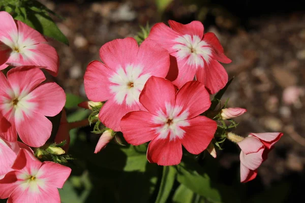 Rosa Och Vita Drummond Phlox Blommor Eller Rlig Phlox Sommar — Stockfoto