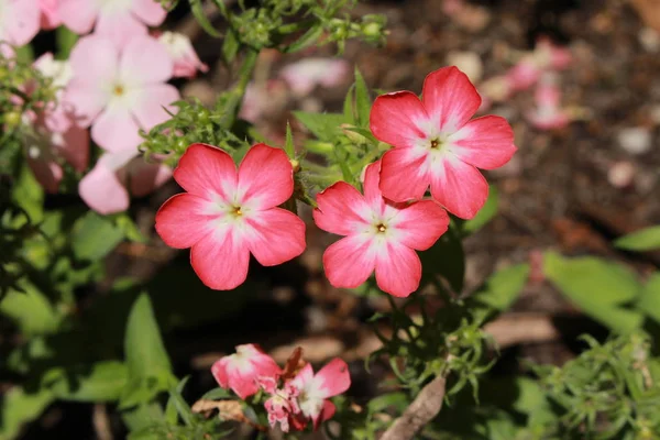 Pink White Drummond Phlox Flowers Annual Phlox Summer Phlox Gallen — стоковое фото