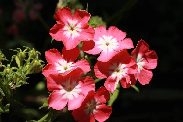 Rózsaszín Fehér Drummond Phlox Virágok Vagy Éves Phlox Nyári Phlox — Stock Fotó