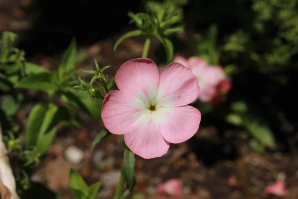 粉红和白色的 Drummond Phlox 或瑞士圣加仑的年度Phlox Summer Phlox 它的拉丁文名字是Phlox Drummondii 原产于乌萨东部 — 图库照片