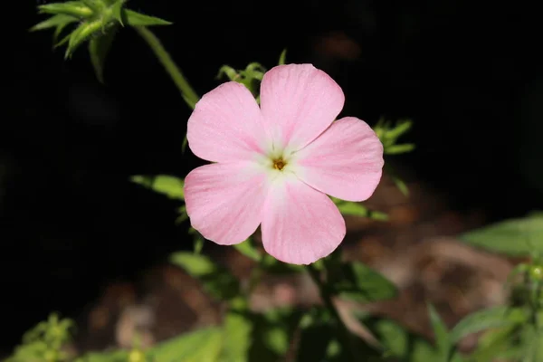 粉红和白色的 Drummond Phlox 或瑞士圣加仑的年度Phlox Summer Phlox 它的拉丁文名字是Phlox Drummondii 原产于乌萨东部 — 图库照片