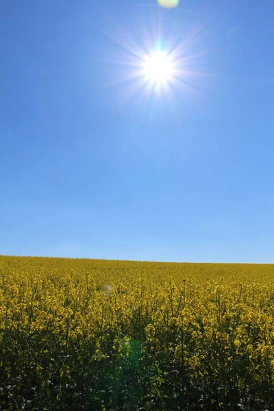 Πεδίο Canola Brassica Napus Κοντά Στο Kreuzlingen Ελβετία — Φωτογραφία Αρχείου