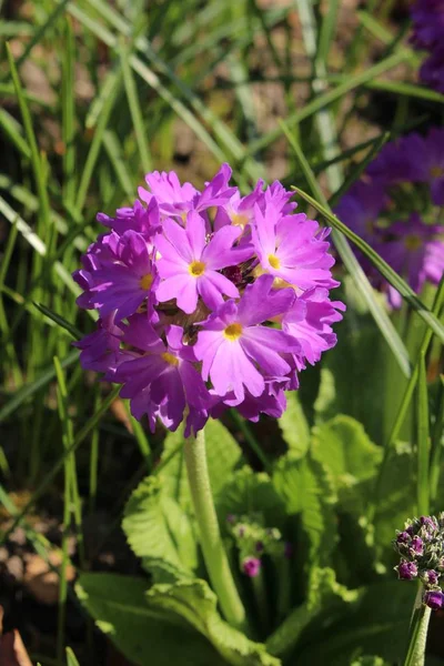 Lila Drumstick Primrose Blomma Eller Tand Blad Primrose Gallen Schweiz — Stockfoto