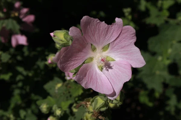 Flor Rosa Garden Tree Mallow Tree Lavatera Gallen Suíça Seu — Fotografia de Stock