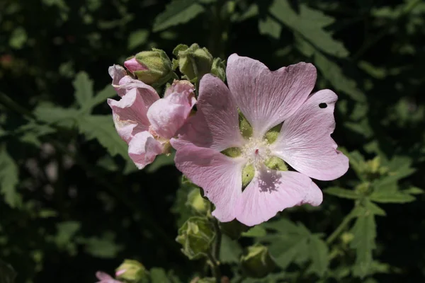 Rosa Garden Tree Mallow Flor Árbol Lavatera Gallen Suiza Nombre — Foto de Stock