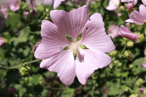 Rosa Garten Malvenblüte Oder Baum Lavatera Gallen Schweiz Sein Lateinischer — Stockfoto