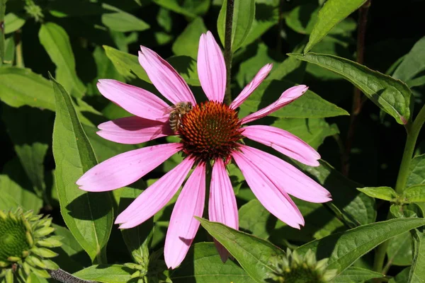 Eastern Purple Coneflower Або Hedgehog Coneflower Purpur Igelkopf Black Samson — стокове фото