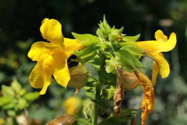 Red Spotted Yellow Monkey Flower Musk Flower Blood Drop Emlet — Stock Photo, Image