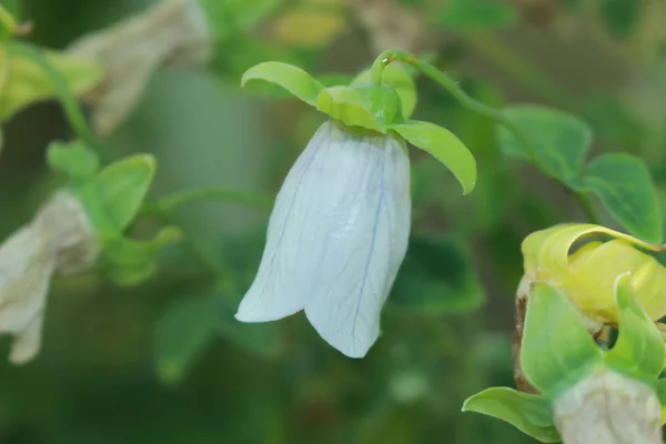 Dang Shen Flower Poor Man Ginseng Weichhaarige Glockenwinde Gallen Switzerland — Stock Photo, Image