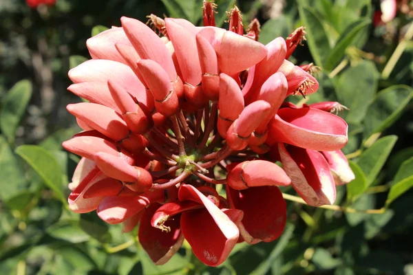 Cockspur Coral Tree Flowers Christ Tears Cry Baby Tree Fireman — Foto de Stock