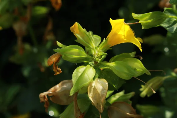 Red Spotted Yellow Monkey Flower Musk Flower Blood Drop Emlet — Stock Photo, Image