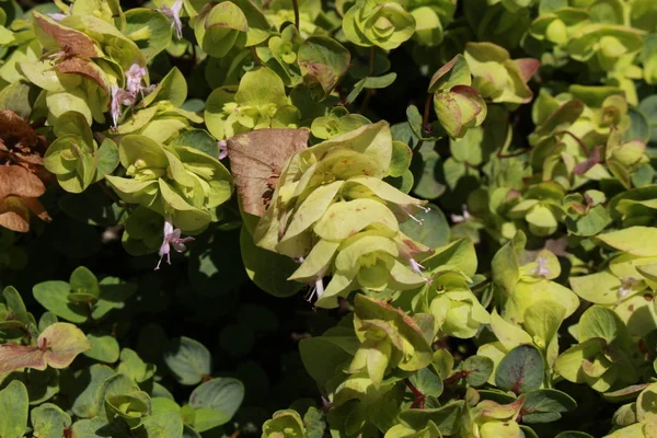 Orégano Hoja Redonda Flores Gallen Suiza Nombre Latín Origanum Rotundifolium —  Fotos de Stock