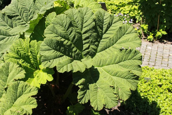 Brazilian Giant Rhubarb Plant Leaves Dinosaur Food Giant Rhubarb Mammutblatt — Stock Photo, Image