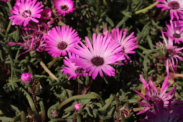 Kwiat Rośliny Lodowej Mittagsblume Gallen Szwajcaria Nazwa Łacińska Dorotheanthus Apetalus — Zdjęcie stockowe