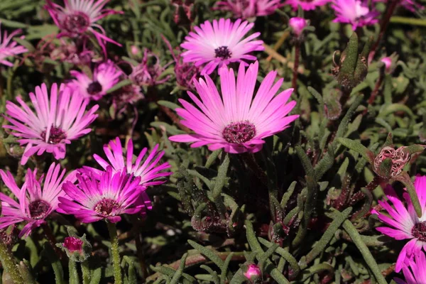 Ice Plant Flower Mittagsblume Gallen Switzerland Its Latin Name Dorotheanthus — Stock Photo, Image