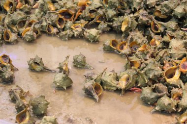 İspanya 'nın Cadiz kentindeki pazar tezgahında 