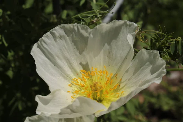 White Yellow Perennial Poppy Flower Gallen Switzerland Its Latin Name — Stock Photo, Image