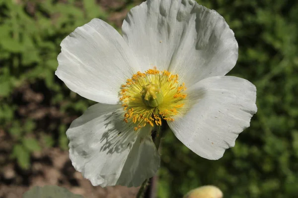 Flor Branca Amarela Perennial Poppy Gallen Suíça Seu Nome Latino — Fotografia de Stock