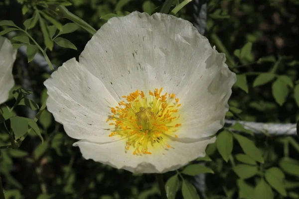 White Yellow Perennial Poppy Flower Gallen Switzerland Its Latin Name — Stock Photo, Image