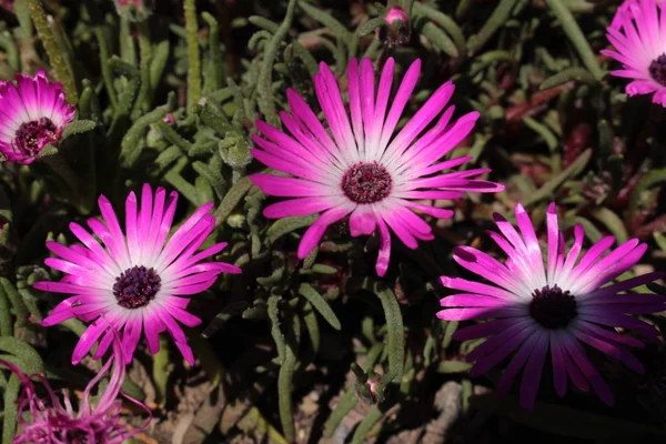 Ice Plant Flower Mittagsblume Gallen Switzerland Its Latin Name Dorotheanthus — Stock Photo, Image