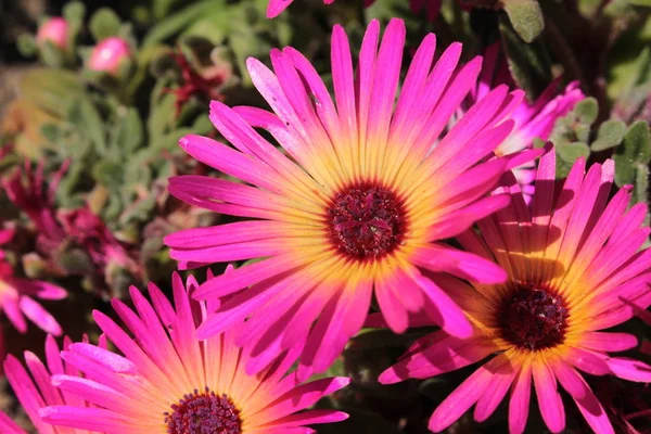 Ice Plant Flower Mittagsblume Gallen Switzerland Its Latin Name Dorotheanthus — Stock Photo, Image