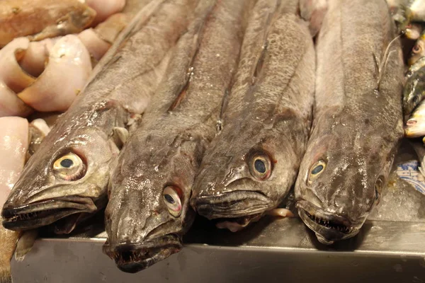 Verse Witte Heek Vis Modderheek Vis Met Scherpe Tanden Vismarkt — Stockfoto