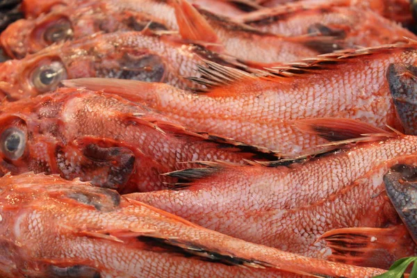 Verse Red Scorpion Fish Grootschalige Schorpioenvis Grootschalige Schorpioenvis Vismarkt Latijnse — Stockfoto