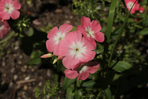 Rosa Och Vita Drummond Phlox Blommor Eller Rlig Phlox Sommar — Stockfoto