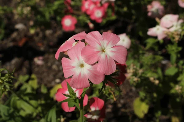 粉红和白色的 Drummond Phlox 或瑞士圣加仑的年度Phlox Summer Phlox 它的拉丁文名字是Phlox Drummondii 原产于乌萨东部 — 图库照片