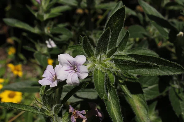 Wilde Petunienblüte Oder Fransenblättrige Wilde Petunien Behaarte Petunien Niedrige Wilde — Stockfoto