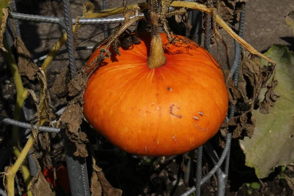 Cultivando Laranja Winter Squash Abóbora Calabaza Tutano Speise Kuerbis Gallen — Fotografia de Stock