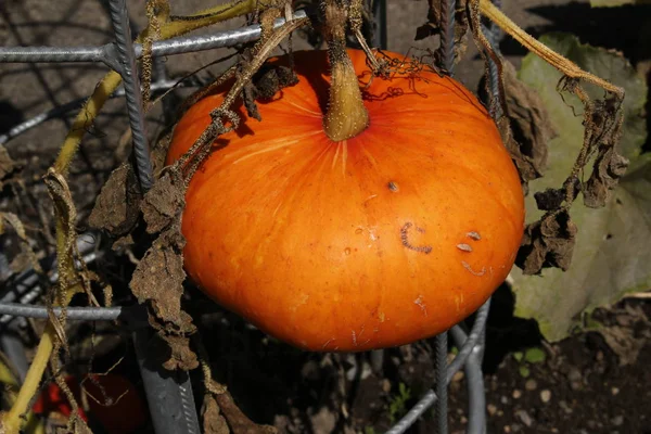 Cultivando Laranja Winter Squash Abóbora Calabaza Tutano Speise Kuerbis Gallen — Fotografia de Stock